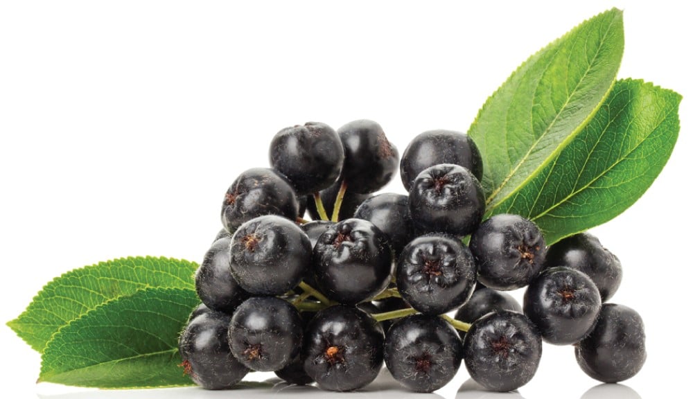 tüplü aronia aronya chokoberry fidanı satın al